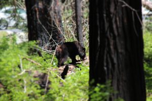 Bear Cub in Yosemite