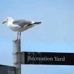 Birds at Alcratraz Island, San Francisco, California