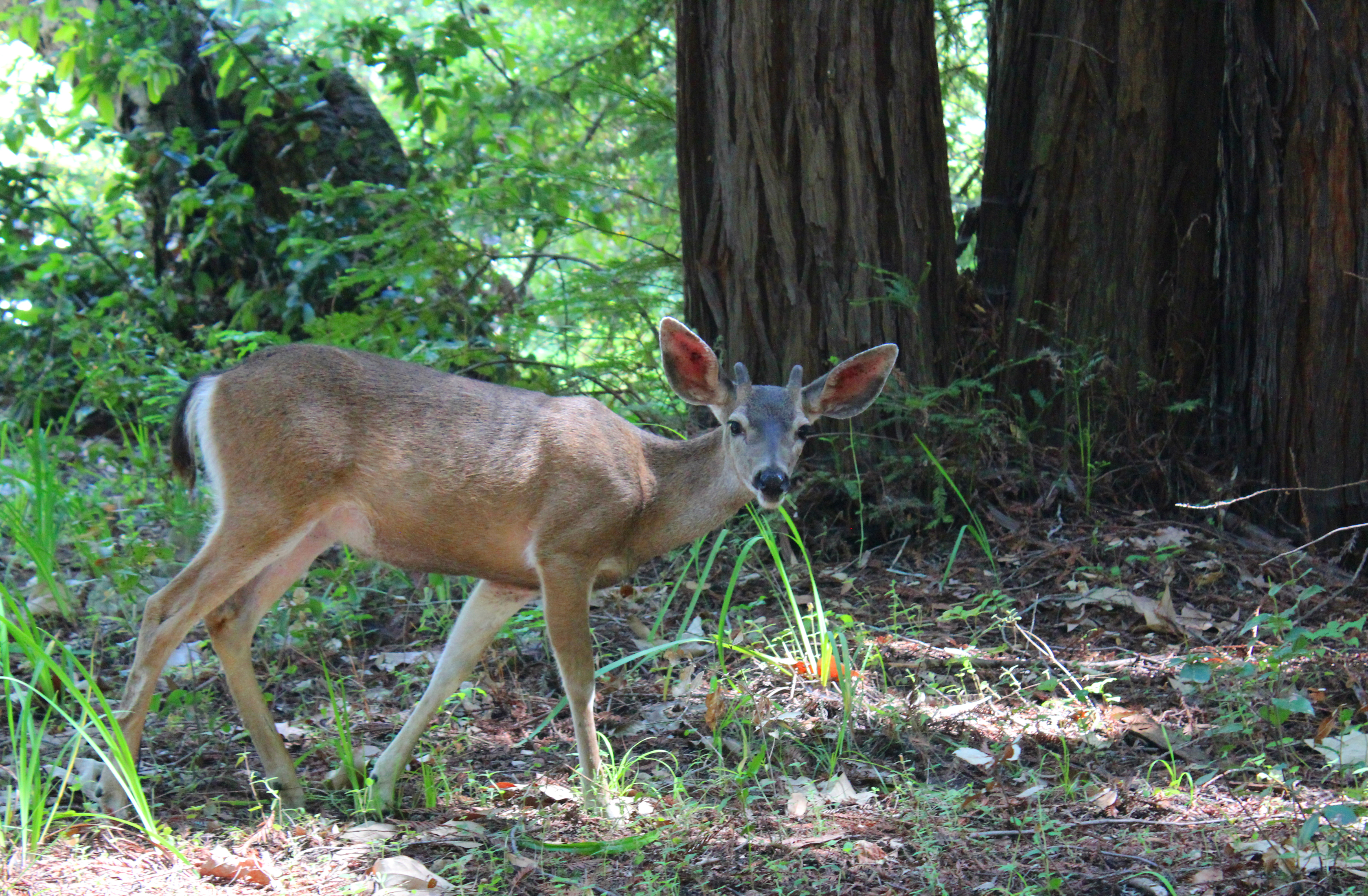 Deer in Pfeiffer State park, West Coast Roadtrip