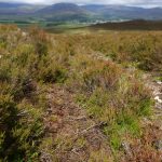 An amazing hike in sunny highland plains in Kingussie, Scotland