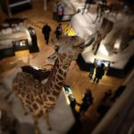 Giraffe, National Museum of Scotland