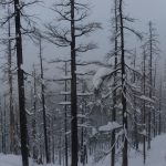 24 Vinter i Whistler - Snowboard Season