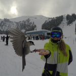 43 Vinter i Whistler - Snowboard Season