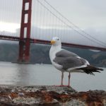 Golden Gate Bridge San Francisco Californien USA 04