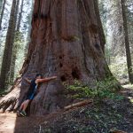Kæmpe sequoia træer i Yosemite Californien