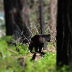 Bjørn i Yosemite Californien